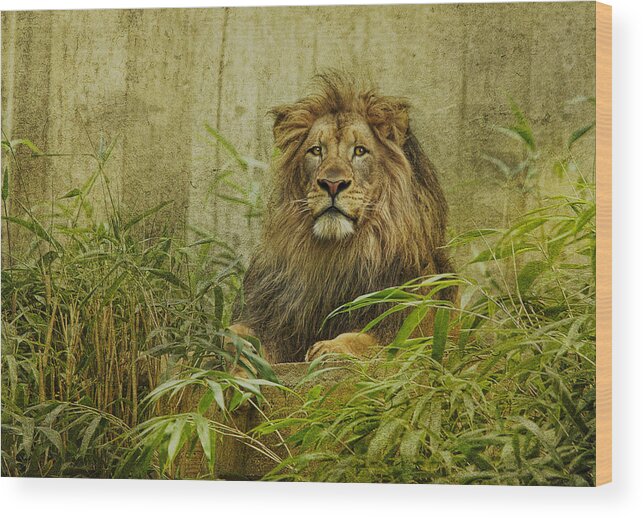 Lions Wood Print featuring the photograph Luke by Pat Abbott