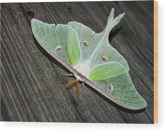 Luna Wood Print featuring the photograph Luna Moth by Amber Flowers