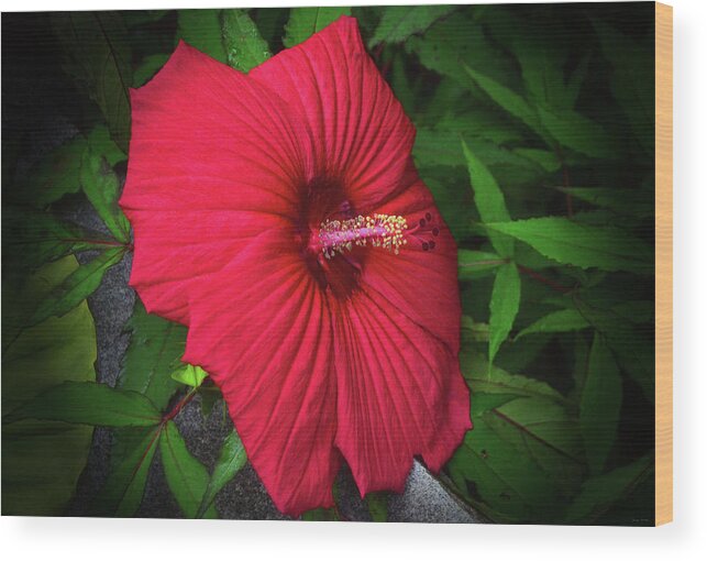 Macro Wood Print featuring the photograph Luna Red Hibiscus 009 by George Bostian
