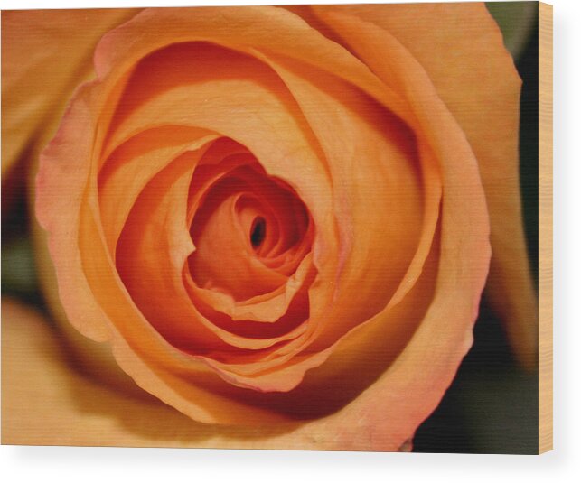 Rose Wood Print featuring the photograph Luscious Rose by Mary Gaines