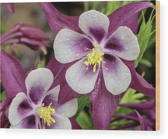 Aquilegia Wood Print featuring the photograph Magenta Columbines with Dew Drops by Dawn Key
