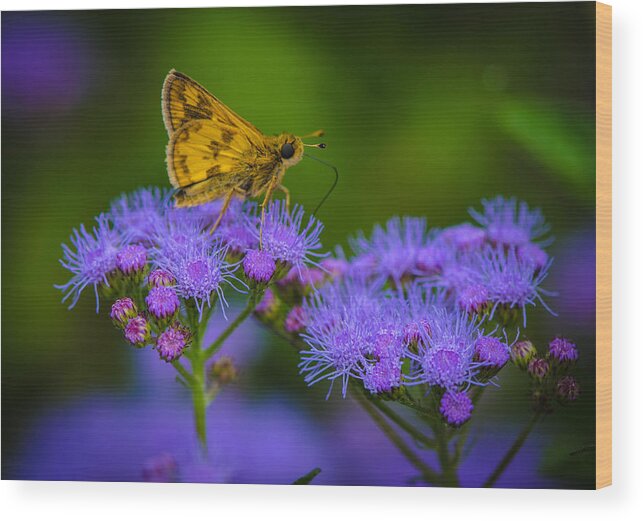 Butterfly Wood Print featuring the photograph Magic Moment by Bruce Pritchett