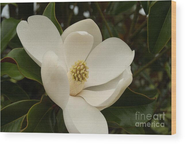 Flower Wood Print featuring the photograph Southern Magnolia Bloom by Pamela Williams