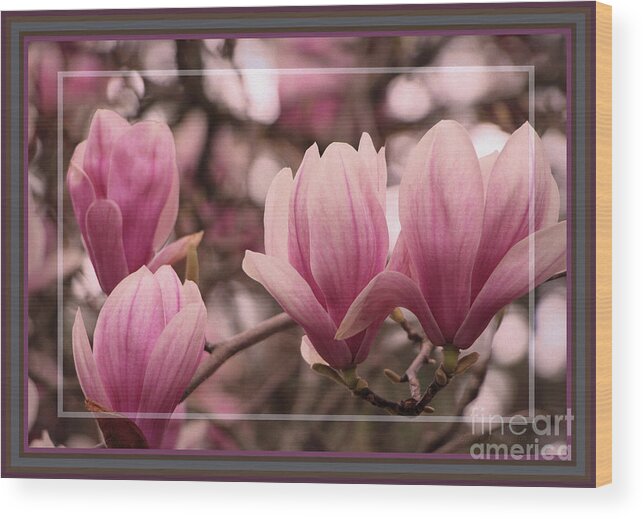 Magnolia Tree Wood Print featuring the photograph Magnolias In Bloom, Framed by Sandra Huston