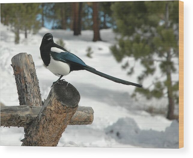 Photo Wood Print featuring the photograph Magpie by Julie Clements