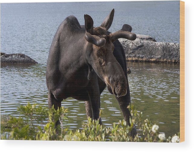 Maine Wood Print featuring the photograph Maine Moose by Gordon Ripley
