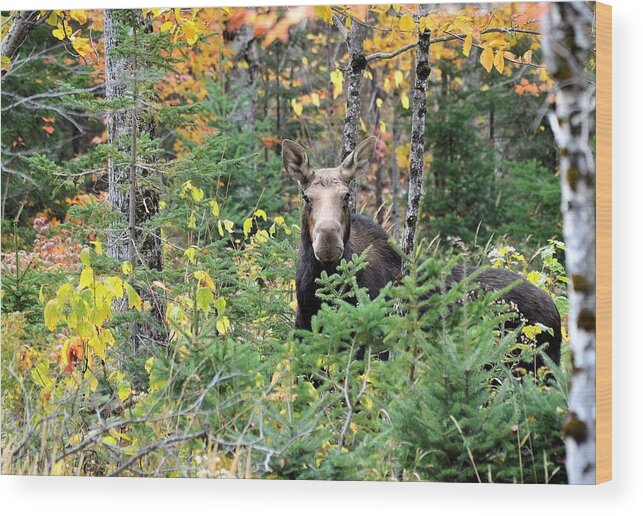 Moose Wood Print featuring the photograph Maine Moose by Jewels Hamrick