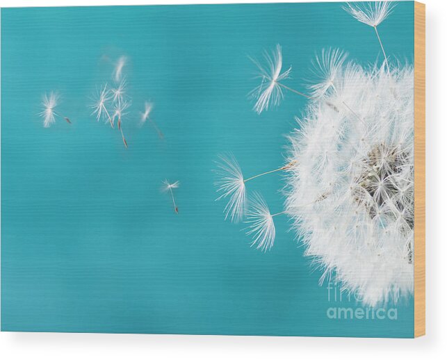 Dandelion Wood Print featuring the photograph Make a wish II by Anastasy Yarmolovich