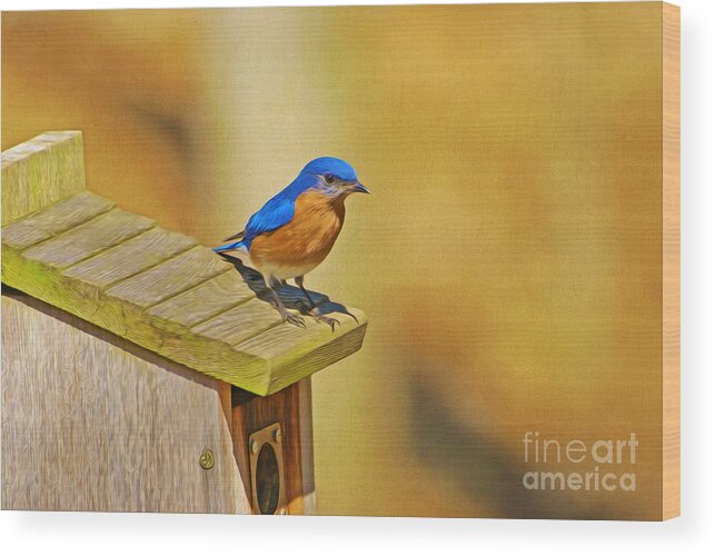 Blue Bird Wood Print featuring the photograph Male Blue Bird Guarding House by Laura D Young