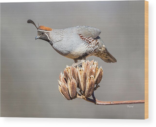 Bird Wood Print featuring the photograph Male Gambel's Quail on Yucca Pods by Fred J Lord