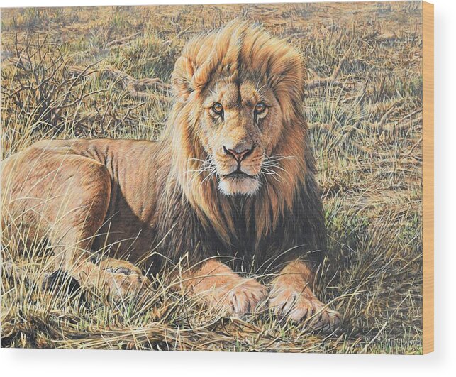 Wildlife Paintings Wood Print featuring the painting Male Lion Portrait by Alan M Hunt