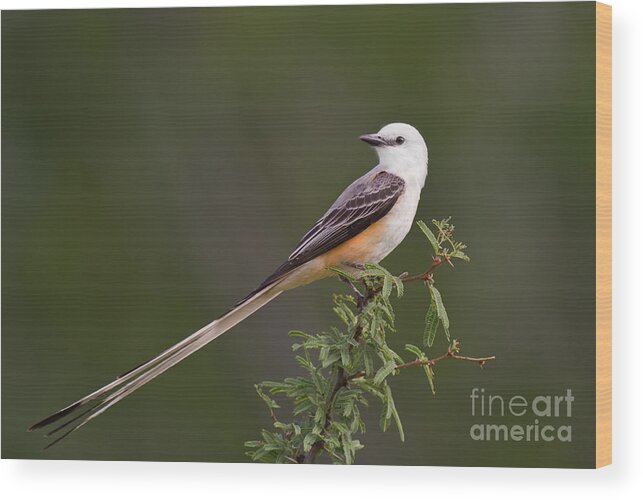 Dave Welling Wood Print featuring the photograph Male Scissor-tail Flycatcher Tyrannus Forficatus Wild Texas by Dave Welling