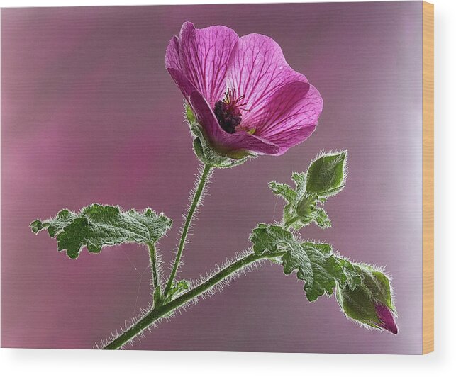 Blossom Wood Print featuring the photograph Mallow Flower 3 by Shirley Mitchell