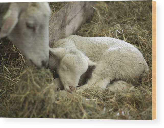 Lamb Wood Print featuring the photograph Mama's Lil Lamb by Linda Mishler