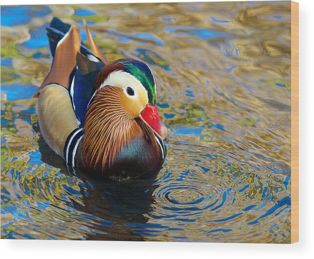 Mandarin Duck Wood Print featuring the photograph Mandarin Duck Swirls by Stephen Johnson