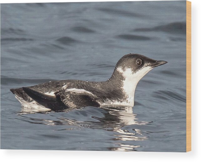 Marbled Murrelet Wood Print featuring the photograph Marbled Murrelet by Carl Olsen