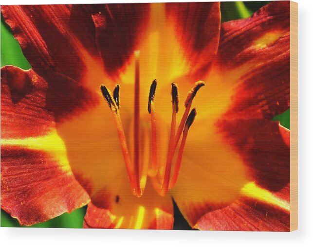 Lily Wood Print featuring the photograph Maroon Lily by Eileen Brymer