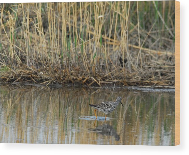 Marsh Bird Wood Print featuring the photograph Marsh Bird 2 by Gregory Blank