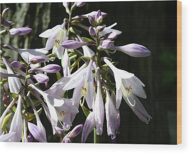 Flower Wood Print featuring the digital art Mauve and White Three by Lyle Crump