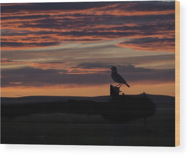 Benton Lake Nwr Wood Print featuring the photograph Meadow Lark's Salute to the Sunset by Ian Johnson