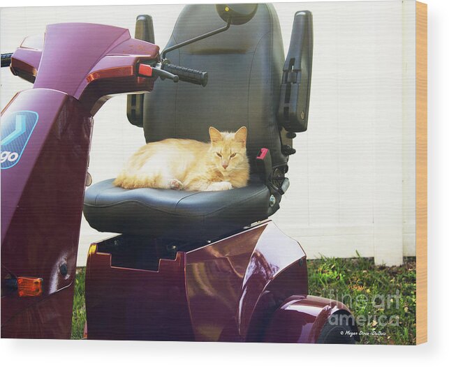 Cat Wood Print featuring the photograph MeGo and Erick 2 by Megan Dirsa-DuBois