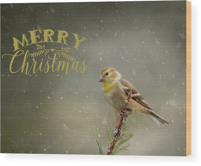 Winter Wood Print featuring the photograph Merry Christmas Winter Goldfinch 1 by Cathy Kovarik