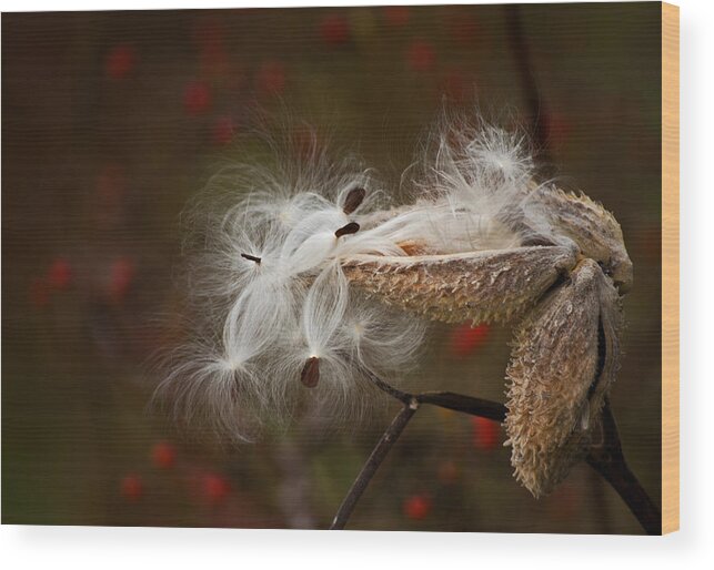 Pods Wood Print featuring the photograph Milkweed Pods by Elsa Santoro