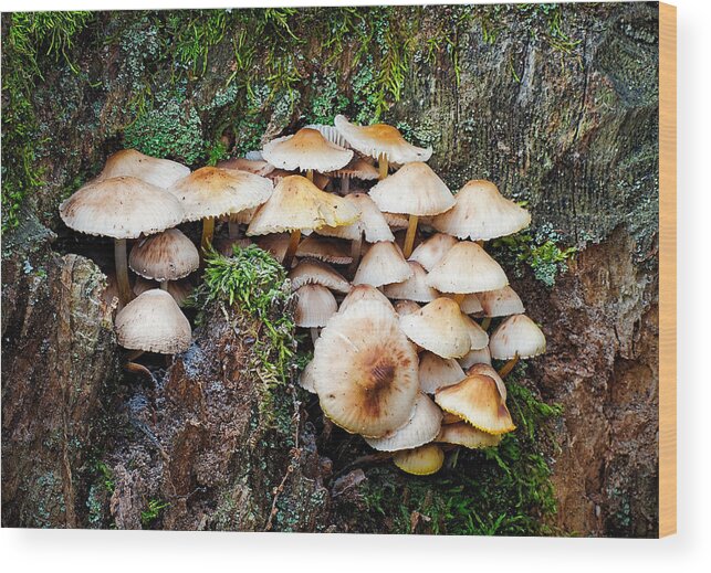 Mushroom Wood Print featuring the photograph Mini Mushroom Landscape by Jim Zablotny