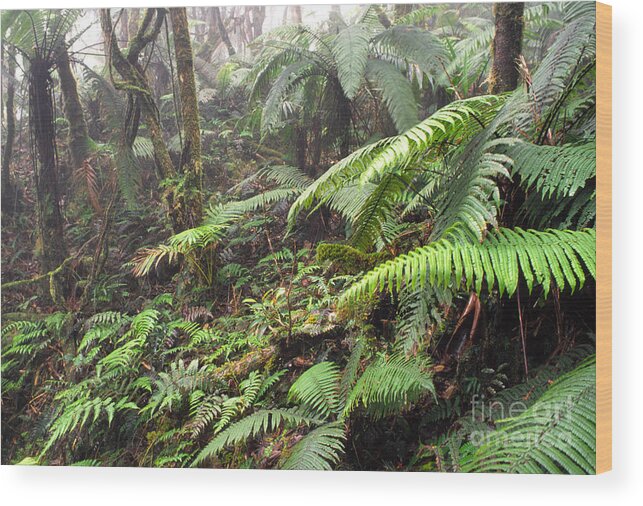 Puerto Rico Wood Print featuring the photograph Misty Rainforest El Yunque by Thomas R Fletcher