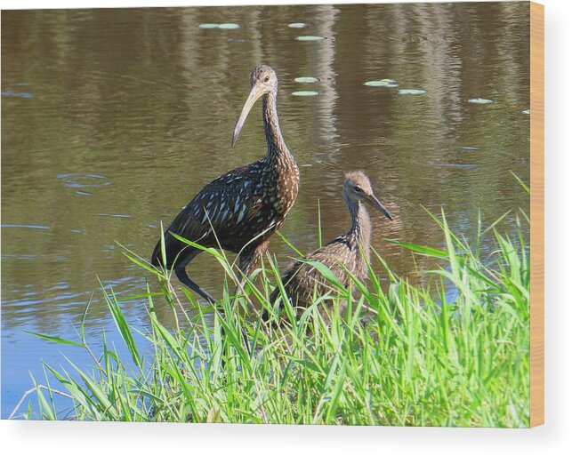 Bird Wood Print featuring the photograph Mom and Baby Limpkin by Rosalie Scanlon