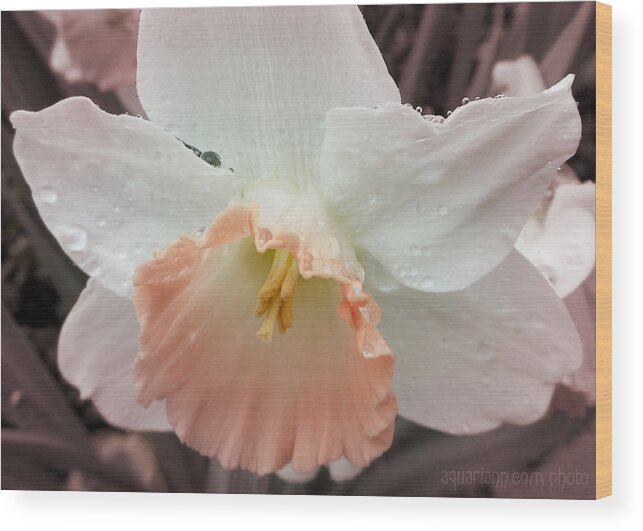 Daffodil Wood Print featuring the photograph Mom's Birthday Daffodil by Kristin Aquariann