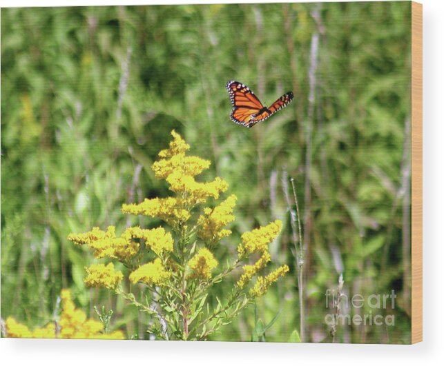 Monarch Wood Print featuring the photograph Monarch and Goldenrod by Alice Terrill