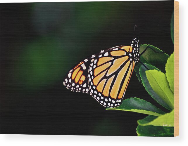 Monarch Wood Print featuring the photograph Monarch Delight by Elsa Santoro