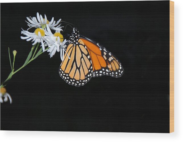 Monarch Wood Print featuring the photograph Monarch King of Butterflies by AnnaJanessa PhotoArt