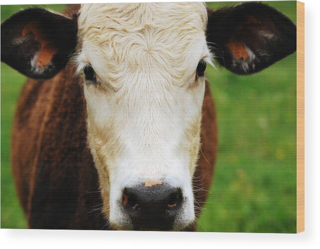 Cow Wood Print featuring the photograph Moo by Lori Tambakis