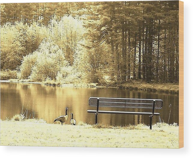 Geese Wood Print featuring the photograph Moods by Dani McEvoy