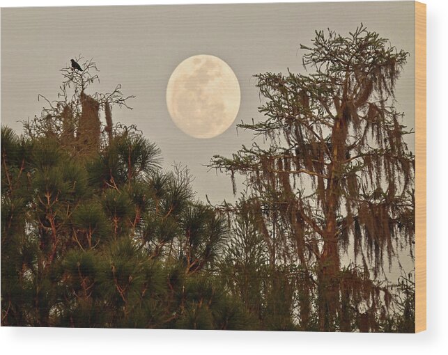 Moon Wood Print featuring the photograph Moonrise Over Southern Pines by Steven Sparks