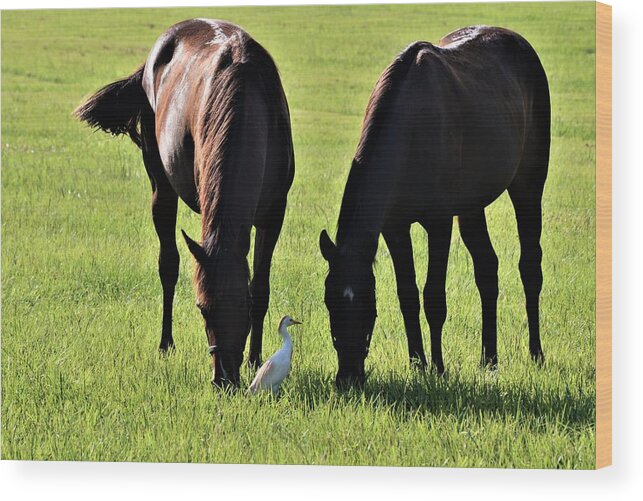 Morning Graze Wood Print featuring the photograph Morning Graze by Warren Thompson