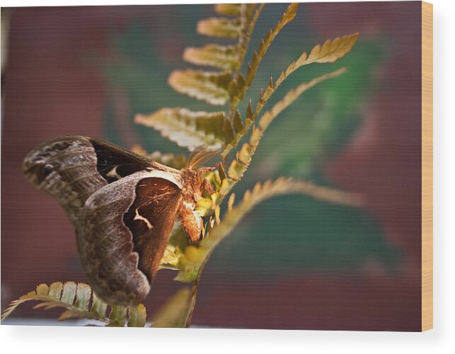 Moth Wood Print featuring the photograph Moth at Sunrise by Douglas Barnett