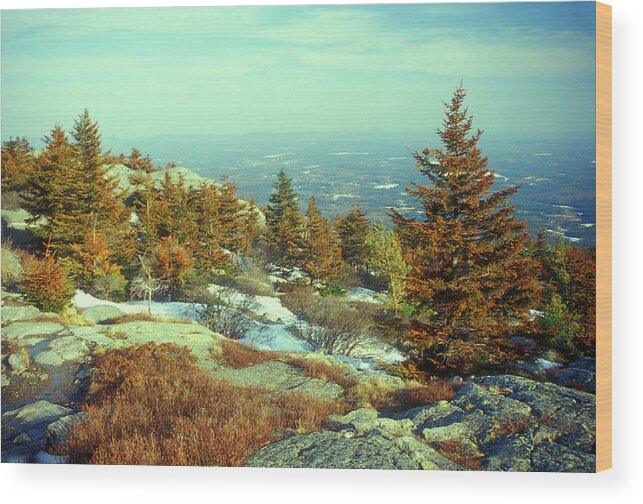 New Hampshire Wood Print featuring the photograph Mount Monadnock Spruce Injury by John Burk