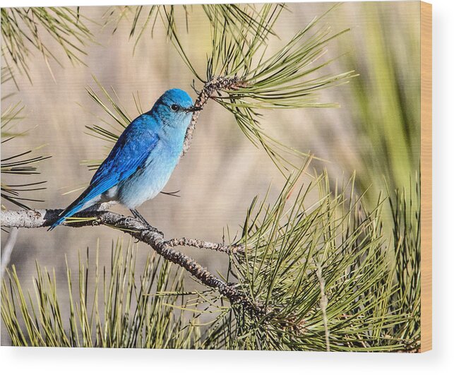 Colorado Wood Print featuring the photograph Mountain Bluebird in a Pine by Dawn Key