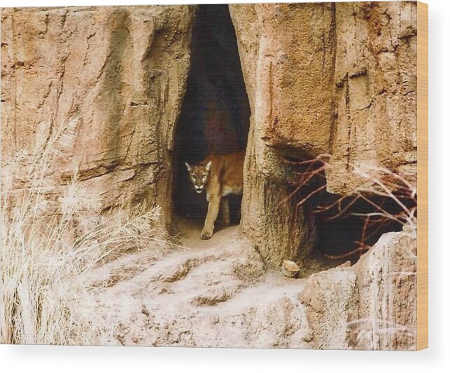 Arizona Wood Print featuring the photograph Mountain Lion in the Desert by Judy Kennedy