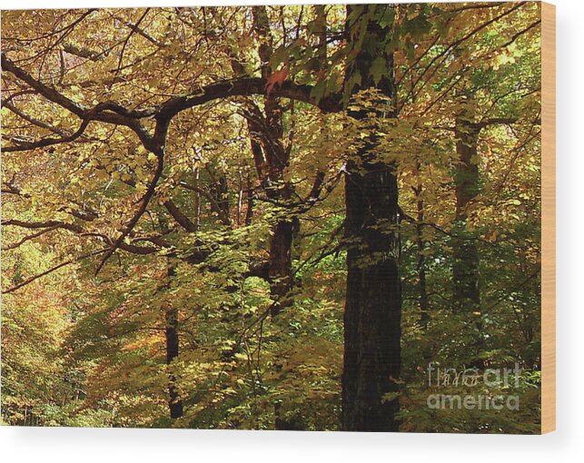 Mountain Road Wood Print featuring the photograph Mountain Road Stowe Vt Detail 1 by Felipe Adan Lerma