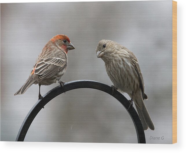 House Finch Wood Print featuring the photograph Mr. and Mrs. House Finch by Diane Giurco