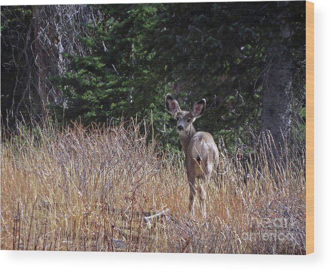 Mule Deer Wood Print featuring the photograph Mule Deer in Utah by Cindy Murphy - NightVisions