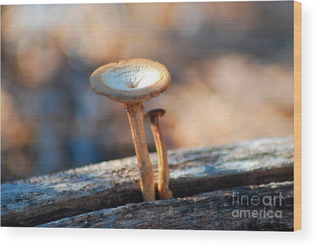 Fine Art Wood Print featuring the photograph Mushrooms on a Stick by Donna Greene