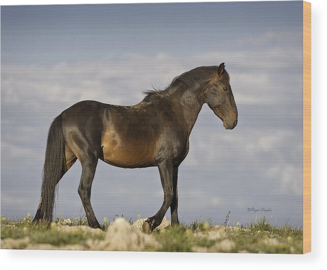 Beautiful Photos Wood Print featuring the photograph Mustang and Clouds 1 by Roger Snyder
