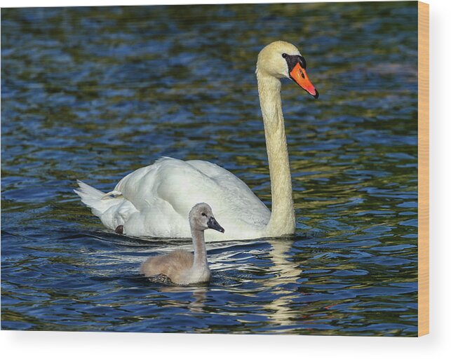 Swan Wood Print featuring the photograph Mute swan, cygnus olor, mother and baby by Elenarts - Elena Duvernay photo