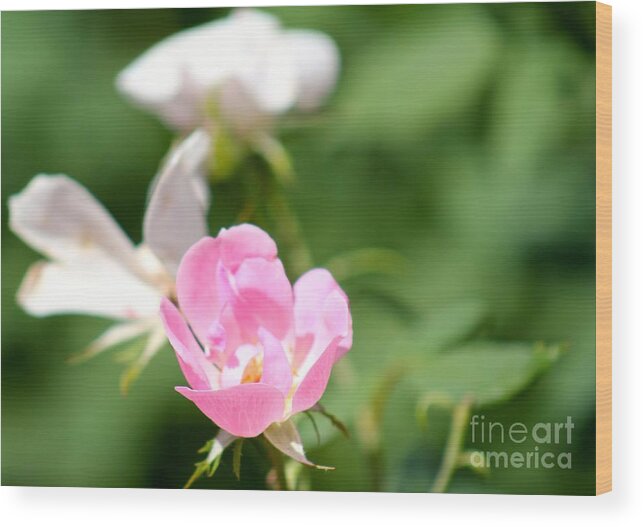 Pink Wood Print featuring the photograph Nature's Beauty 2 by Deena Withycombe