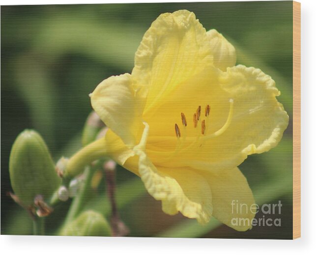 Yellow Wood Print featuring the photograph Nature's Beauty 46 by Deena Withycombe